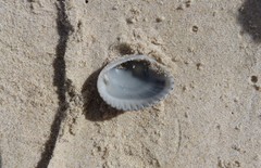 Anadara trapezia