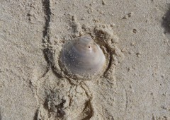 Bivalvia