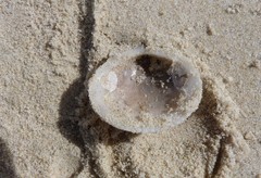 Bivalvia