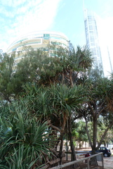 Pandanus tectorius