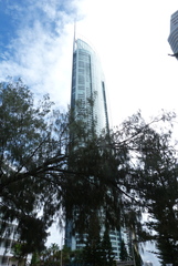 Casuarina