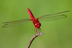 Crocothemis servilia