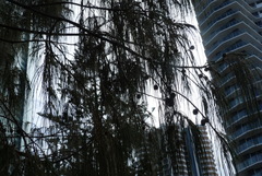 Casuarina