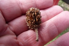 Casuarina
