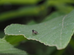 Ichthyurus nigripennis