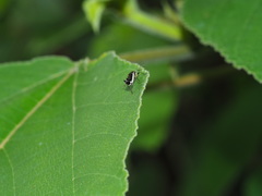 Ichthyurus nigripennis
