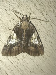 Catocala pretiosa