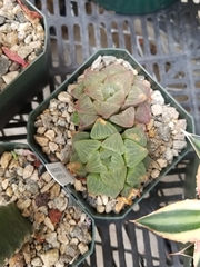 Haworthia