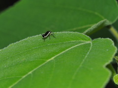 Ichthyurus nigripennis