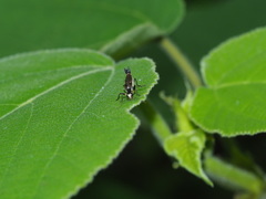 Ichthyurus nigripennis