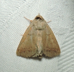 Pantydia canescens