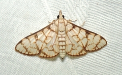Aphytoceros lucusalis