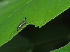 Ichthyurus nigripennis