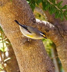 Pardalotus striatus