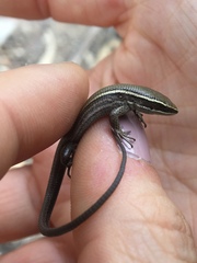 Pholidobolus montium