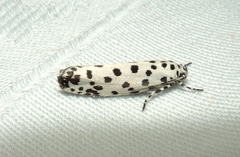 Ethmia clytodoxa