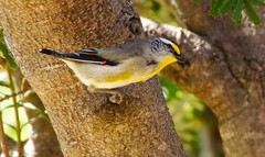 Pardalotus striatus