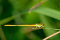 Ceriagrion coromandelianum