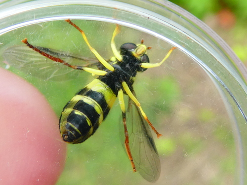 Xanthogramma pedissequum nuotrauka