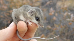 Little Long-Tailed Dunnart photo 2