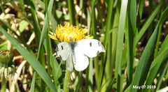 Anthocharis scolymus