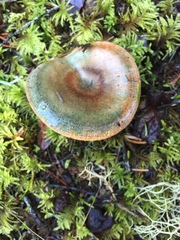 Lactarius rubrilacteus