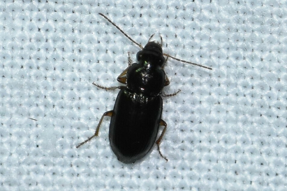 Selenophorus from John Paul Landing Park, Cypress, TX, USA on May 11