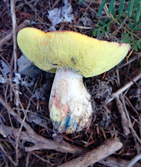 Boletus leptospermi