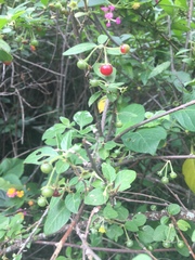 Capsicum rhomboideum