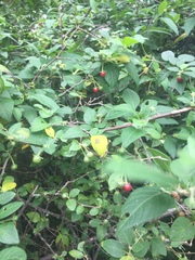 Capsicum rhomboideum