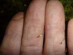Pogonatum subulatum