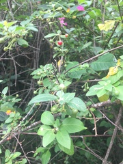 Capsicum rhomboideum