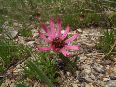 Echinacea tennesseensis