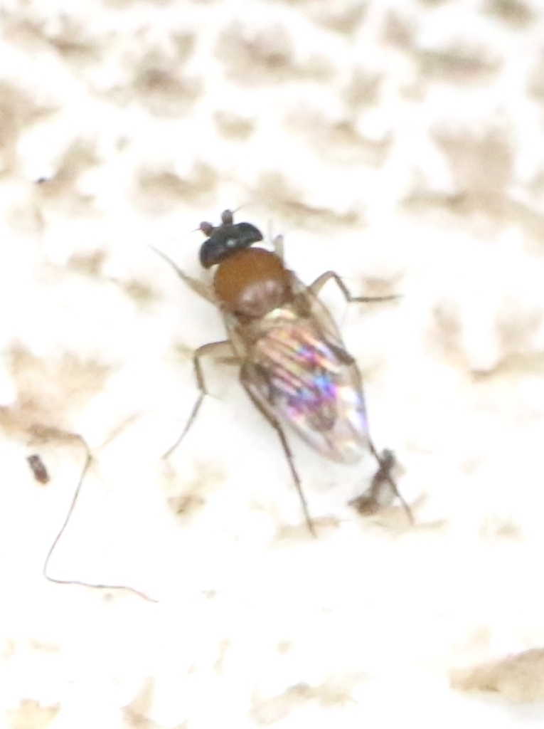 Mushroom fly
