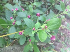 Gomphrenoideae
