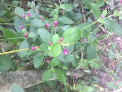 Gomphrenoideae