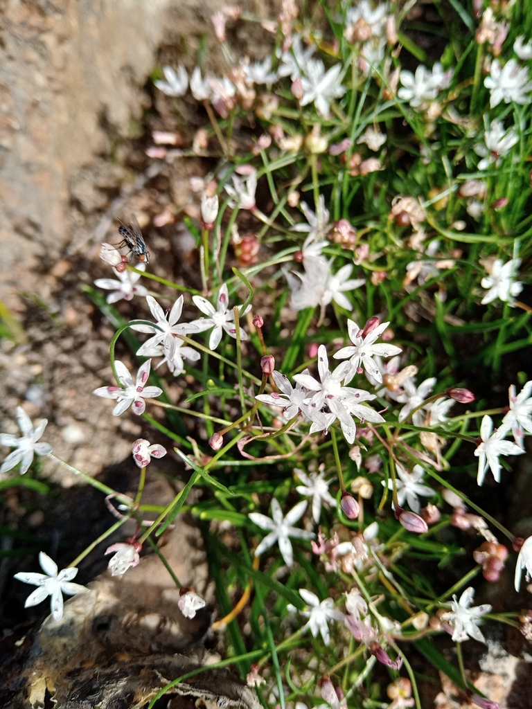 Fine Snowflake