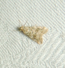 Hellula