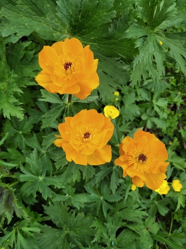 Image of Altai Globeflower by (c) Yeskendir Satekov, some rights reserved (CC BY)