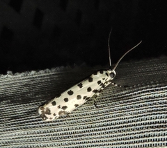 Ethmia sphaerosticha