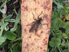 Epipamponeurus americanus