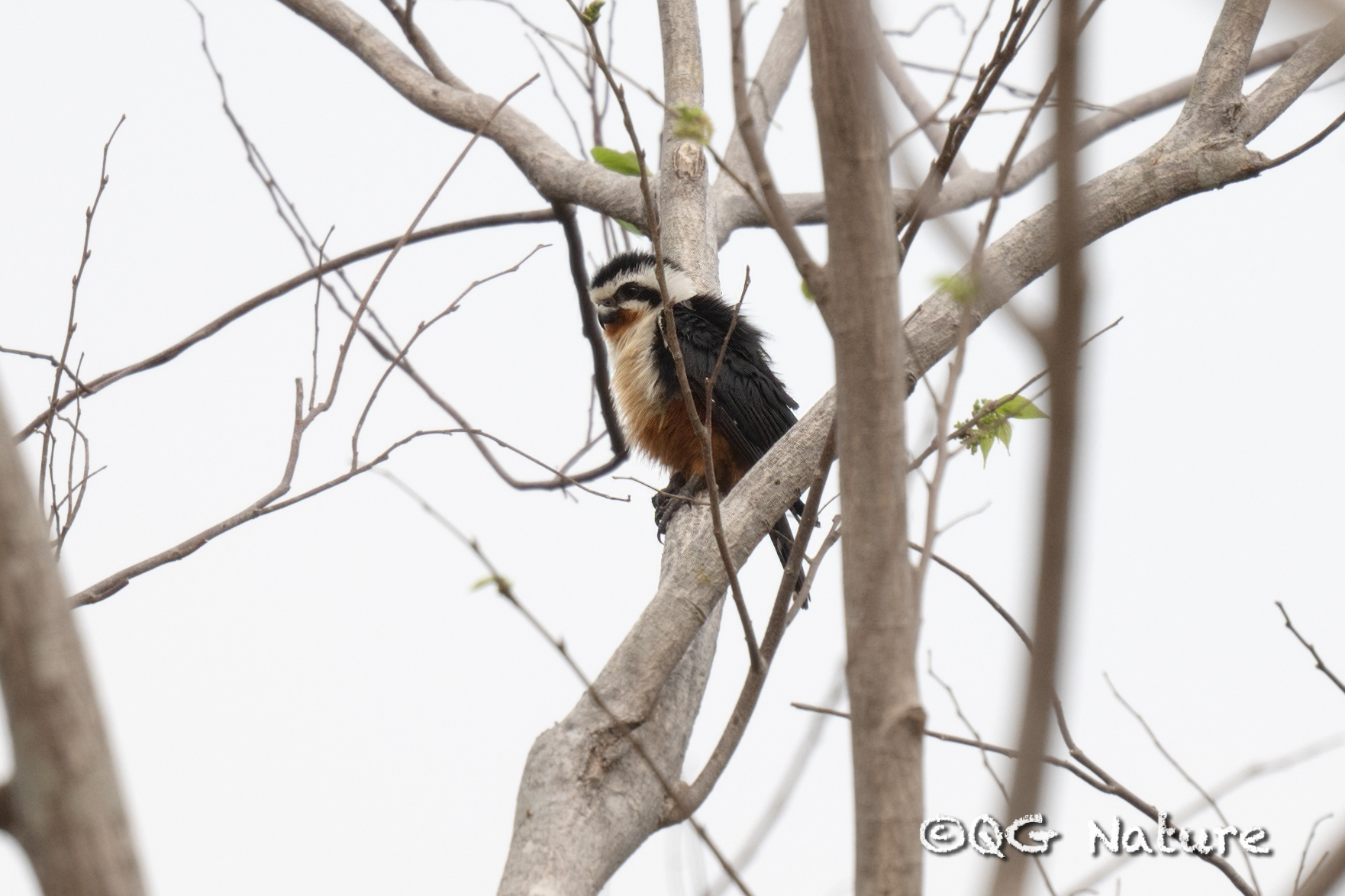 Collared Falconet