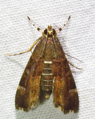 Hymenia perspectalis