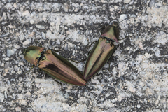 Campsosternus auratus