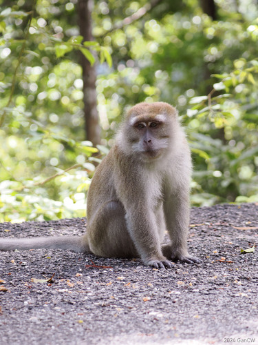 Long-tailed Macaque (Macaca fascicularis)