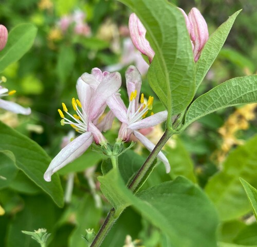 Photograph of Tataricae