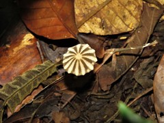 Marasmius griseoradiatus