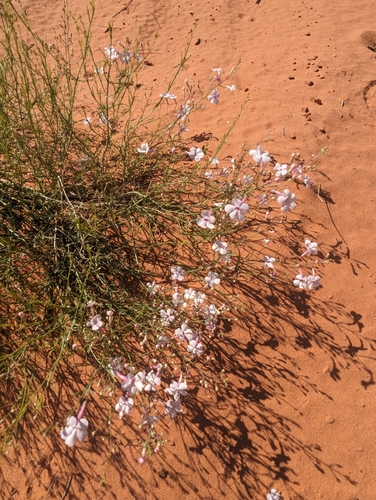 Image of Penstemon ambiguus by no rights reserved