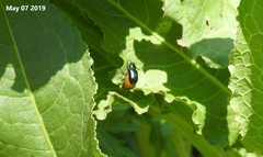 Gastrophysa atrocyanea