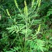 Ambrosia artemisiifolia - Photo (c) 
Qwert1234, alguns direitos reservados (CC BY-SA)